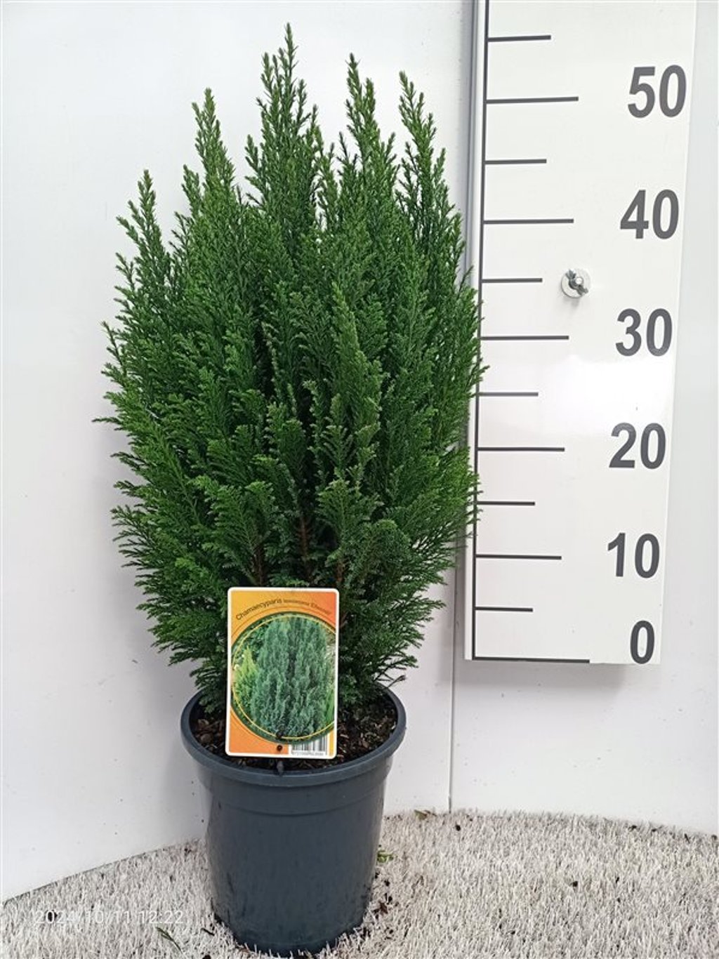 Chamaecyparis l. 'Ellwoodii' - C3 40-50 CM